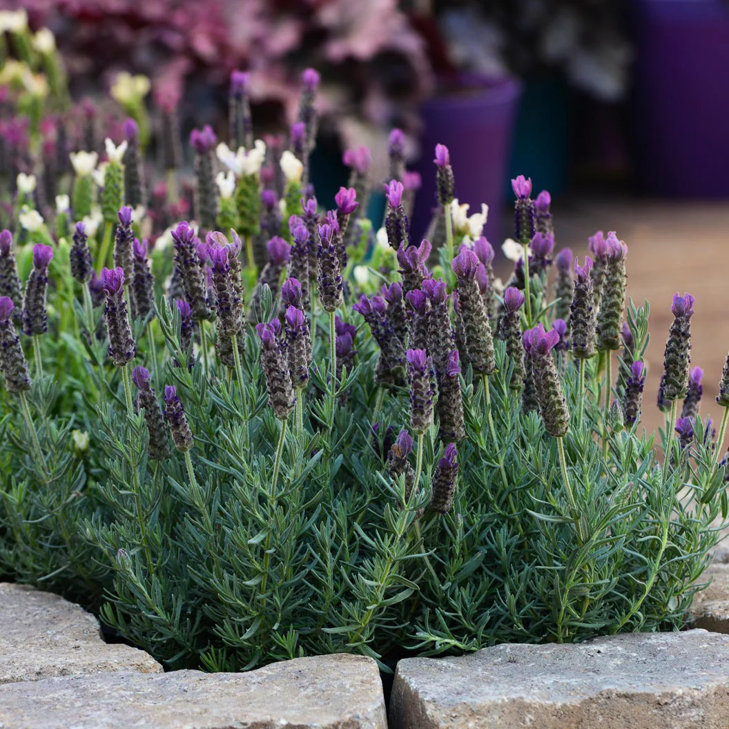 Anouk Deep Rose Lavender Plant - Image 5
