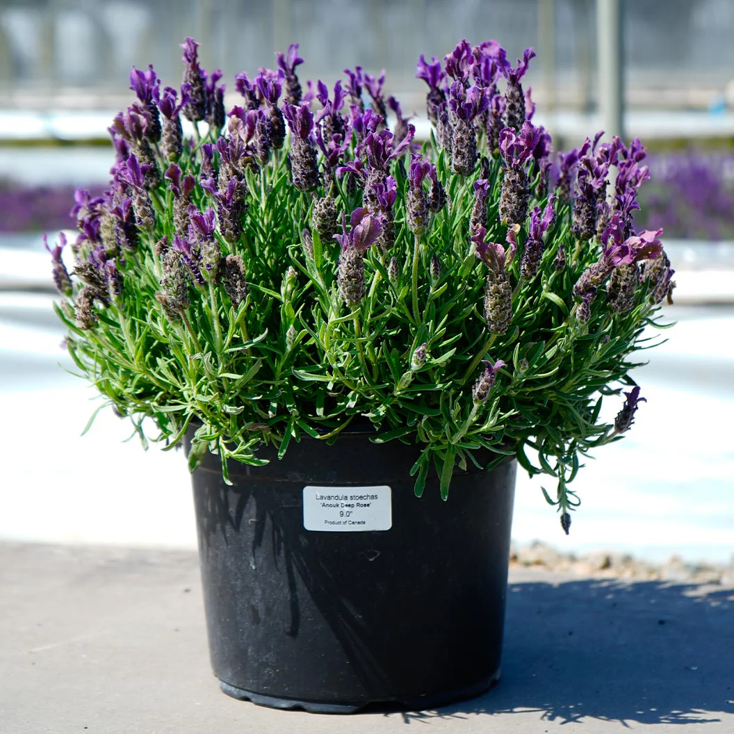 Anouk Deep Rose Lavender Plant - Image 6