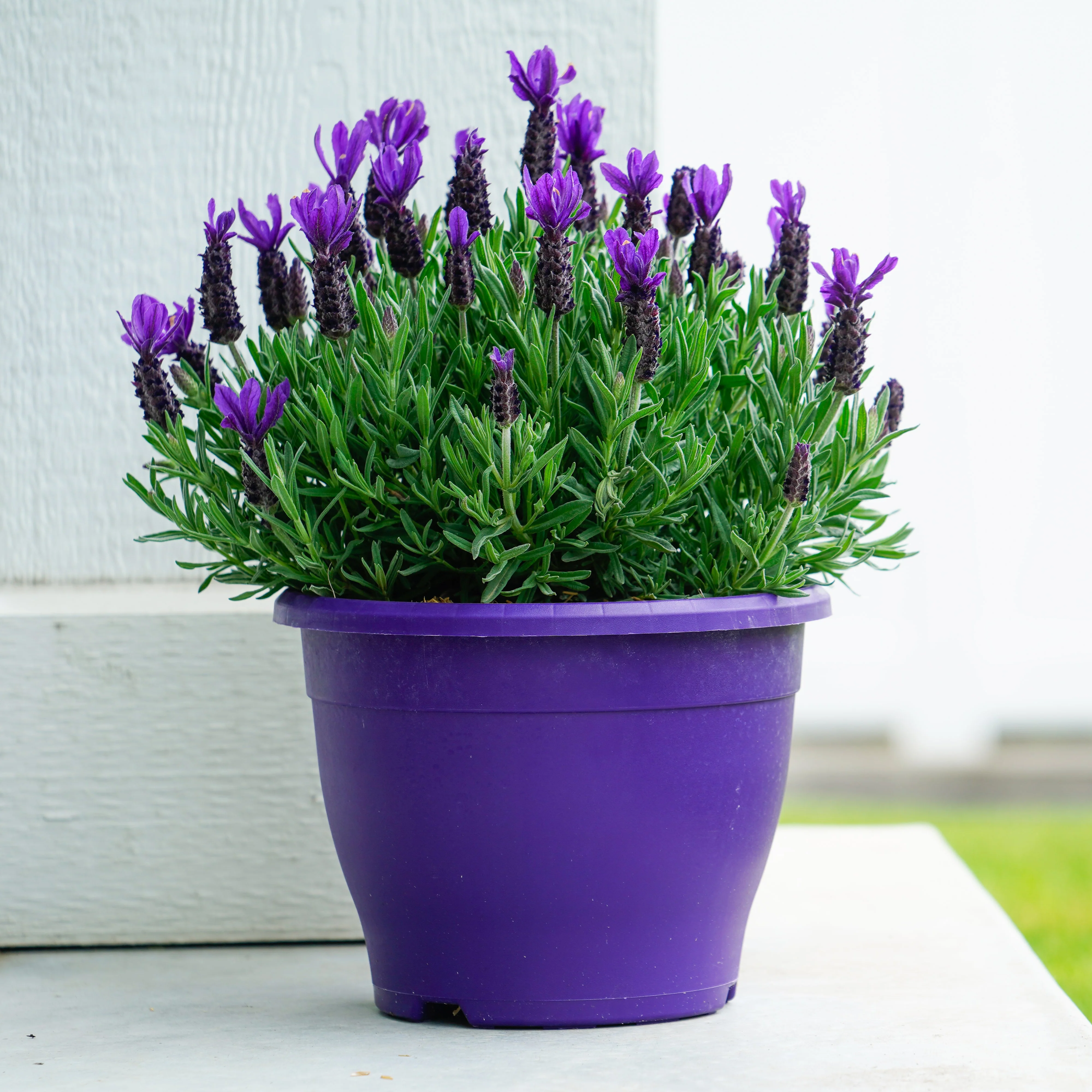 Anouk Purple Flare Lavender Plant - Image 2