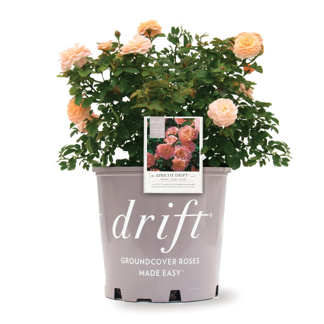 Apricot Drift® Rose - Image 4