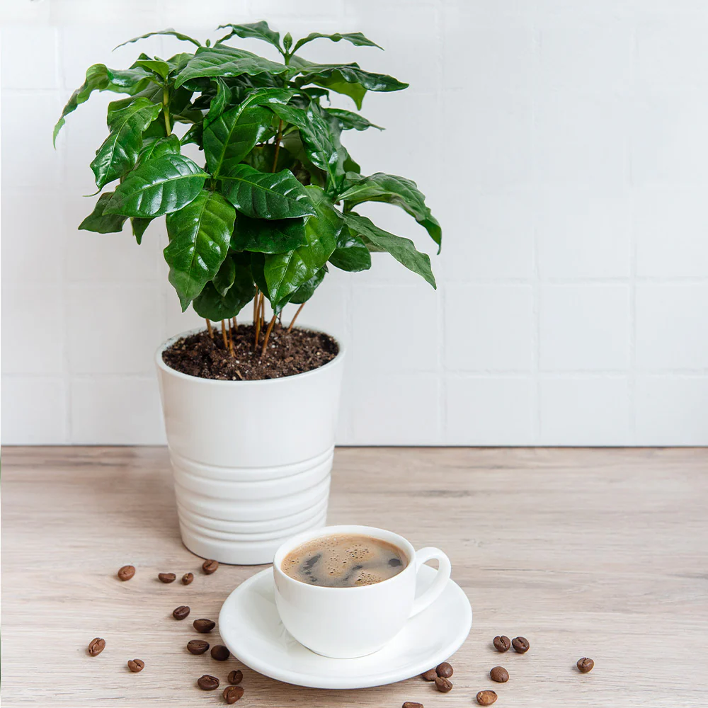 Arabica Coffee Plant - USDA Organic - Image 2