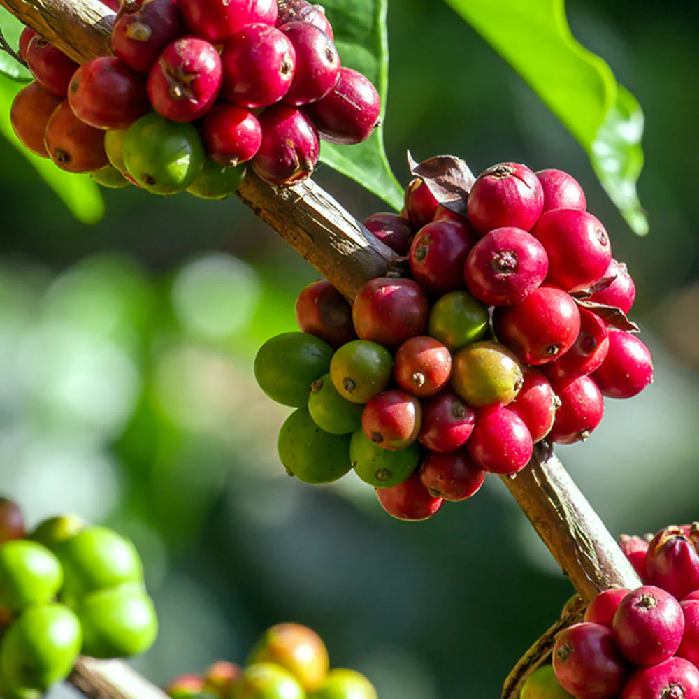 Arabica Coffee Plant - USDA Organic - Image 3