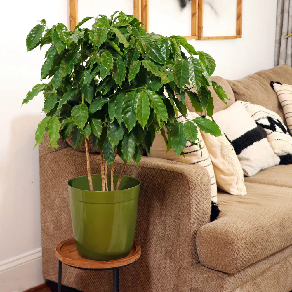 Arabica Coffee Plant - USDA Organic - Image 4