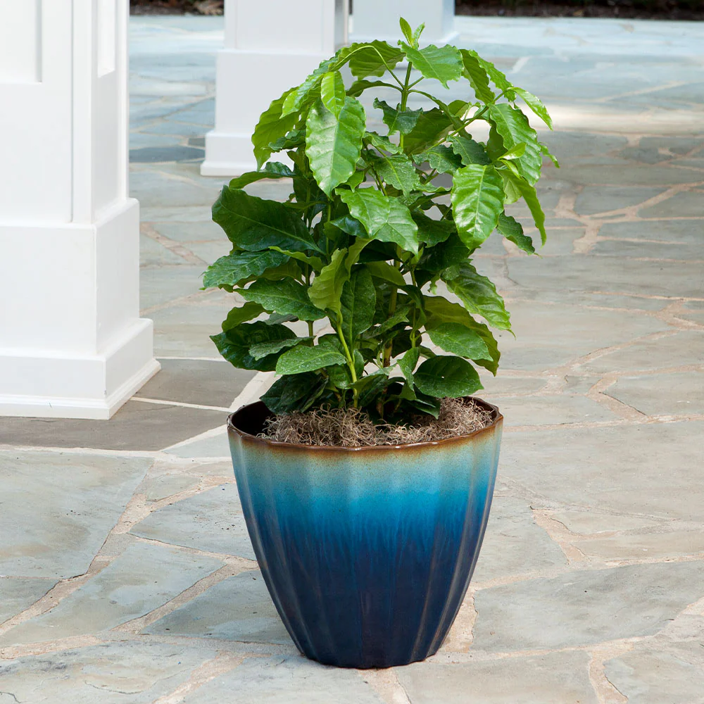 Arabica Coffee Plant - USDA Organic - Image 5