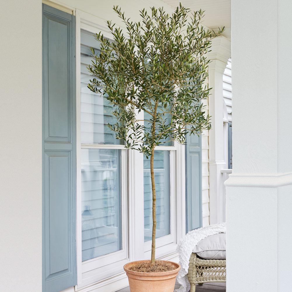 Arbequina Olive Tree - Image 2