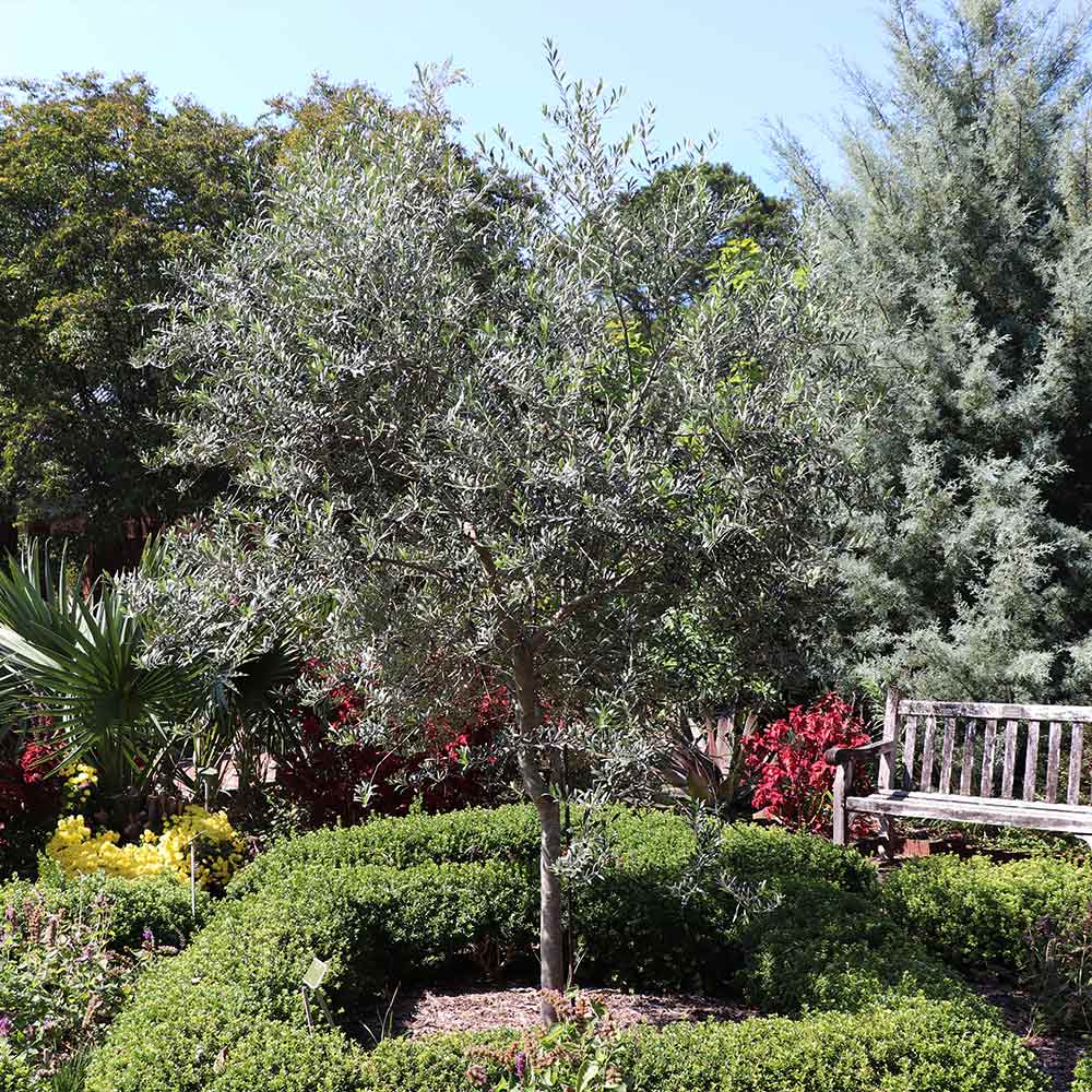Arbequina Olive Tree - Image 3