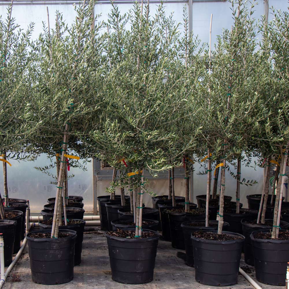 Arbequina Olive Tree - Image 4