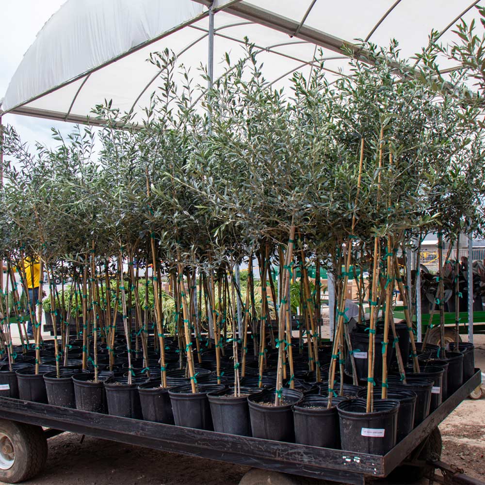 Arbequina Olive Tree - Image 5