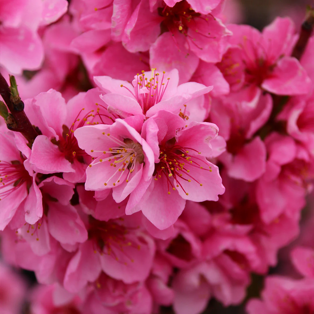 Arctic Babe Patio Nectarine Tree - Image 3