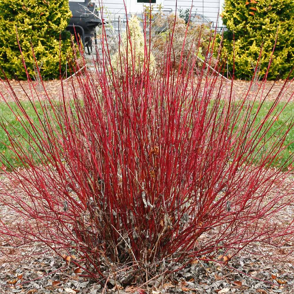 Proven Winners® Arctic Fire® Red Twig Dogwood Shrub - Image 2