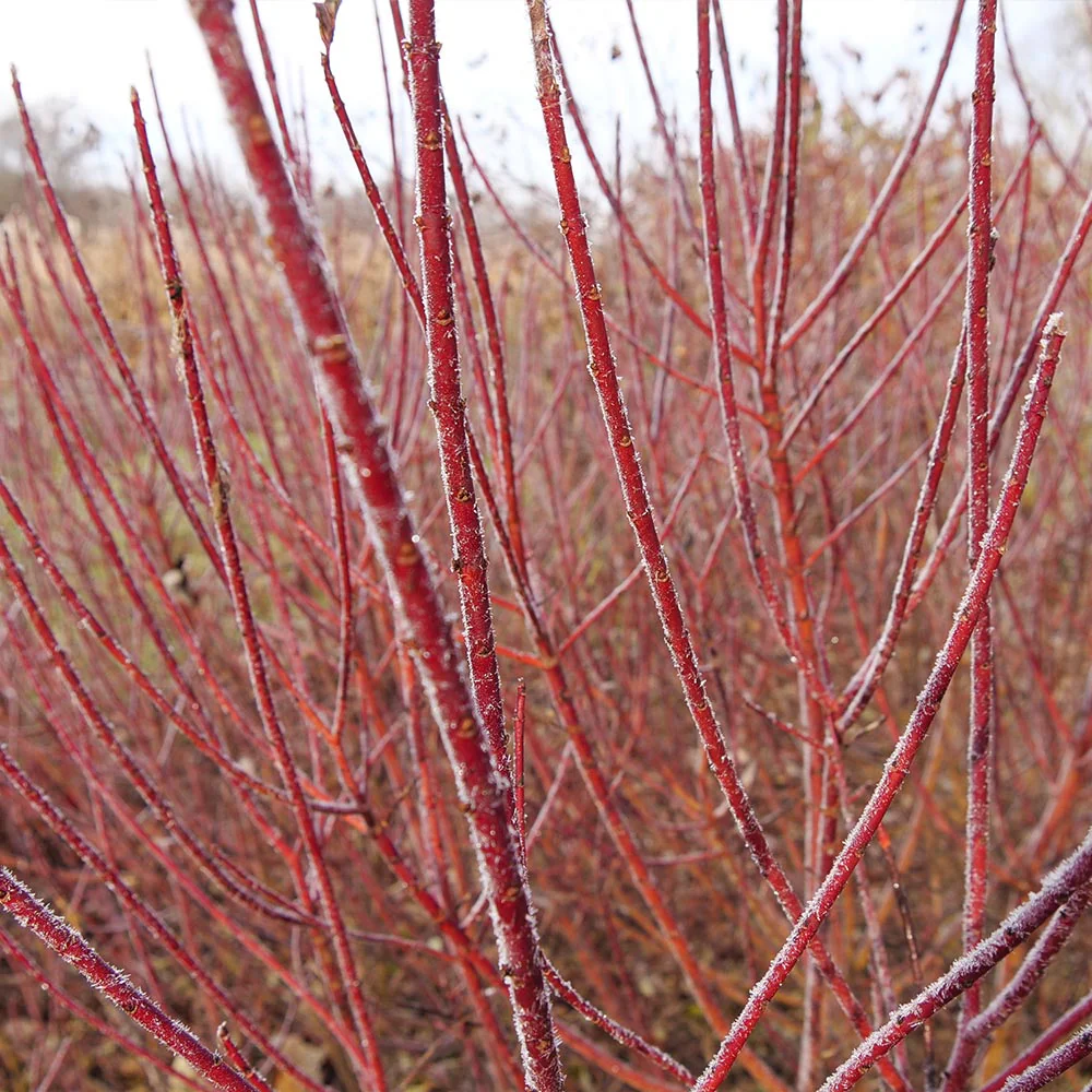 Proven Winners® Arctic Fire® Red Twig Dogwood Shrub - Image 3
