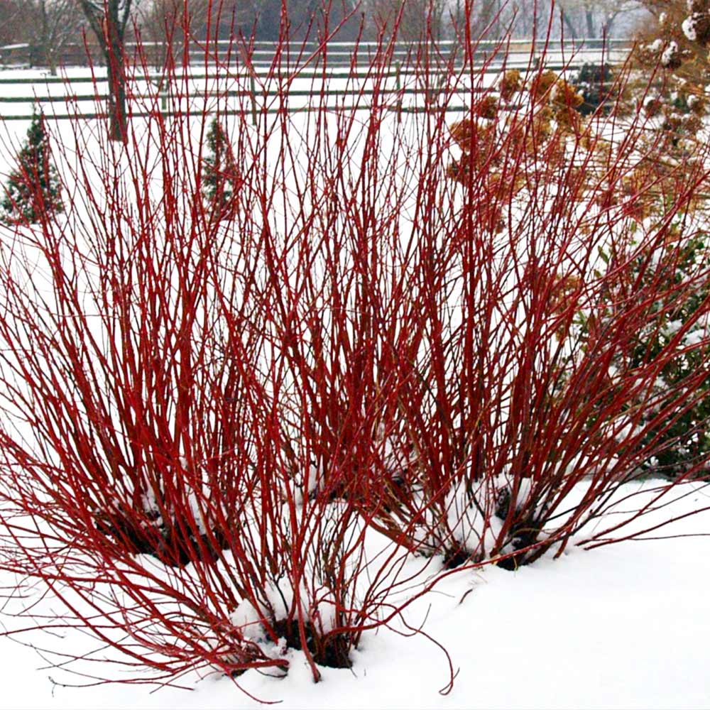 Proven Winners® Arctic Fire® Red Twig Dogwood Shrub - Image 4