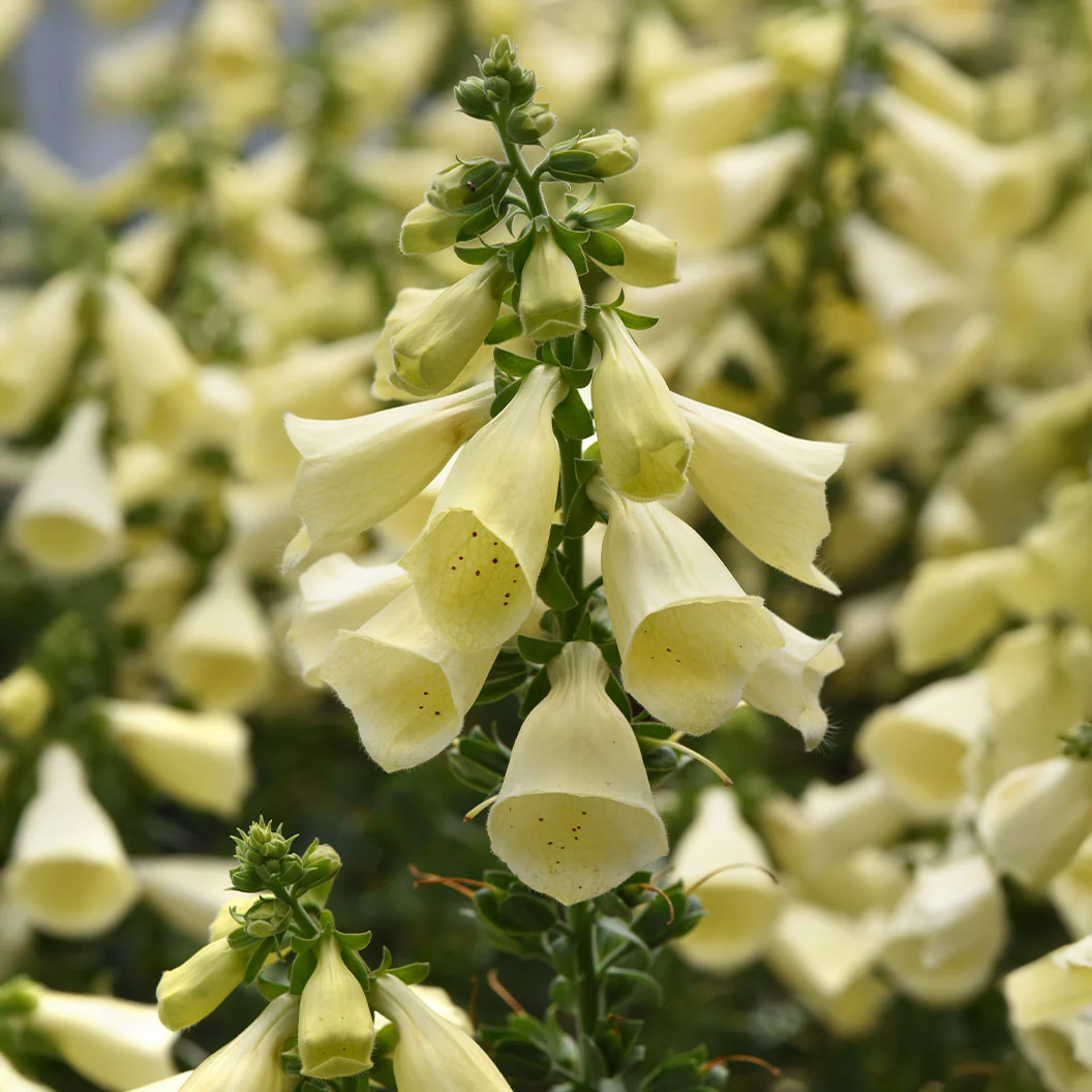 Arctic Fox™ Lemon Cream Foxglove - Image 2