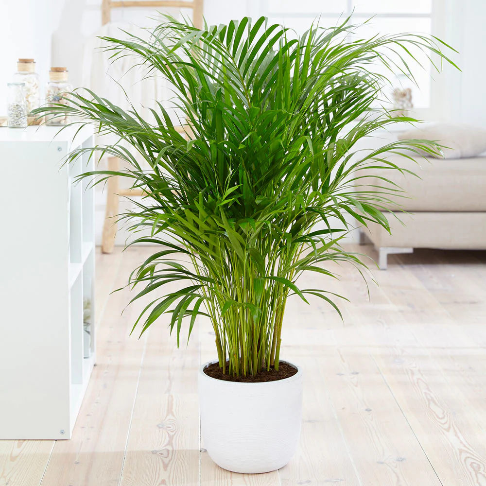 Areca Palm Tree - Image 2