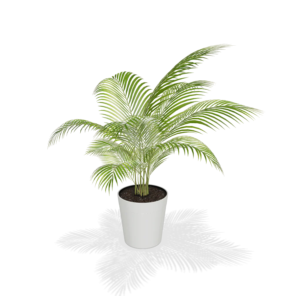 Areca Palm Tree - Image 3