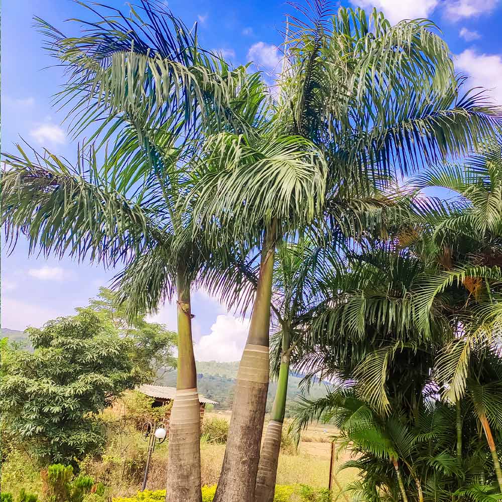 Areca Palm Tree - Image 4