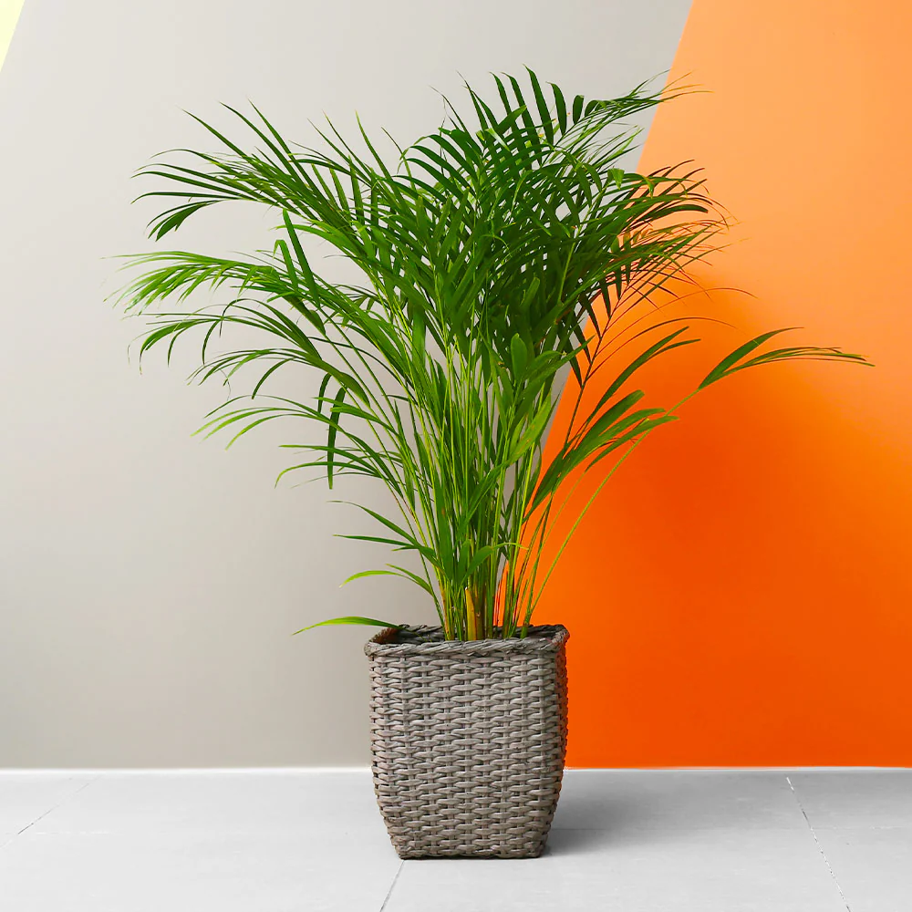Areca Palm Tree - Image 5