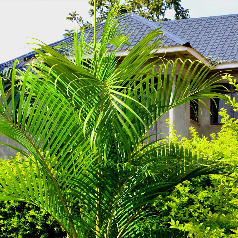 Areca Palm Tree - Image 7