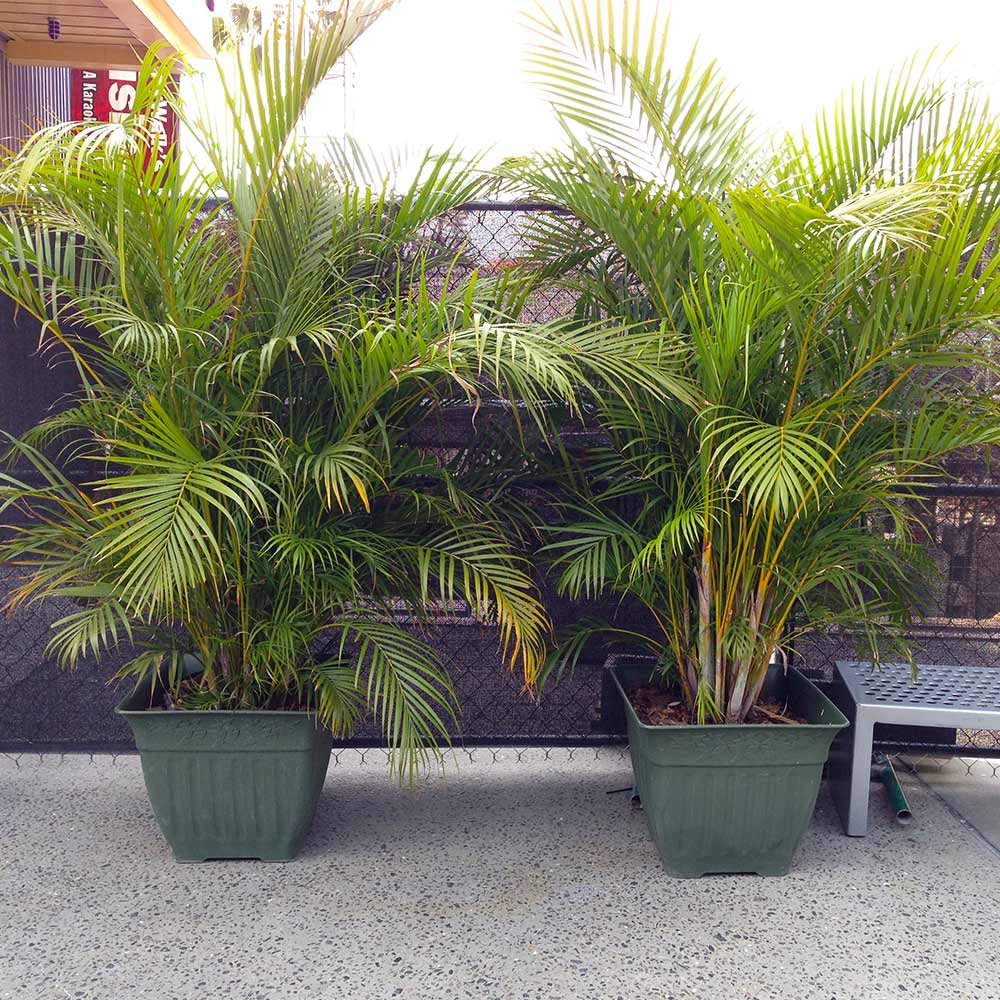 Areca Palm Tree - Image 8