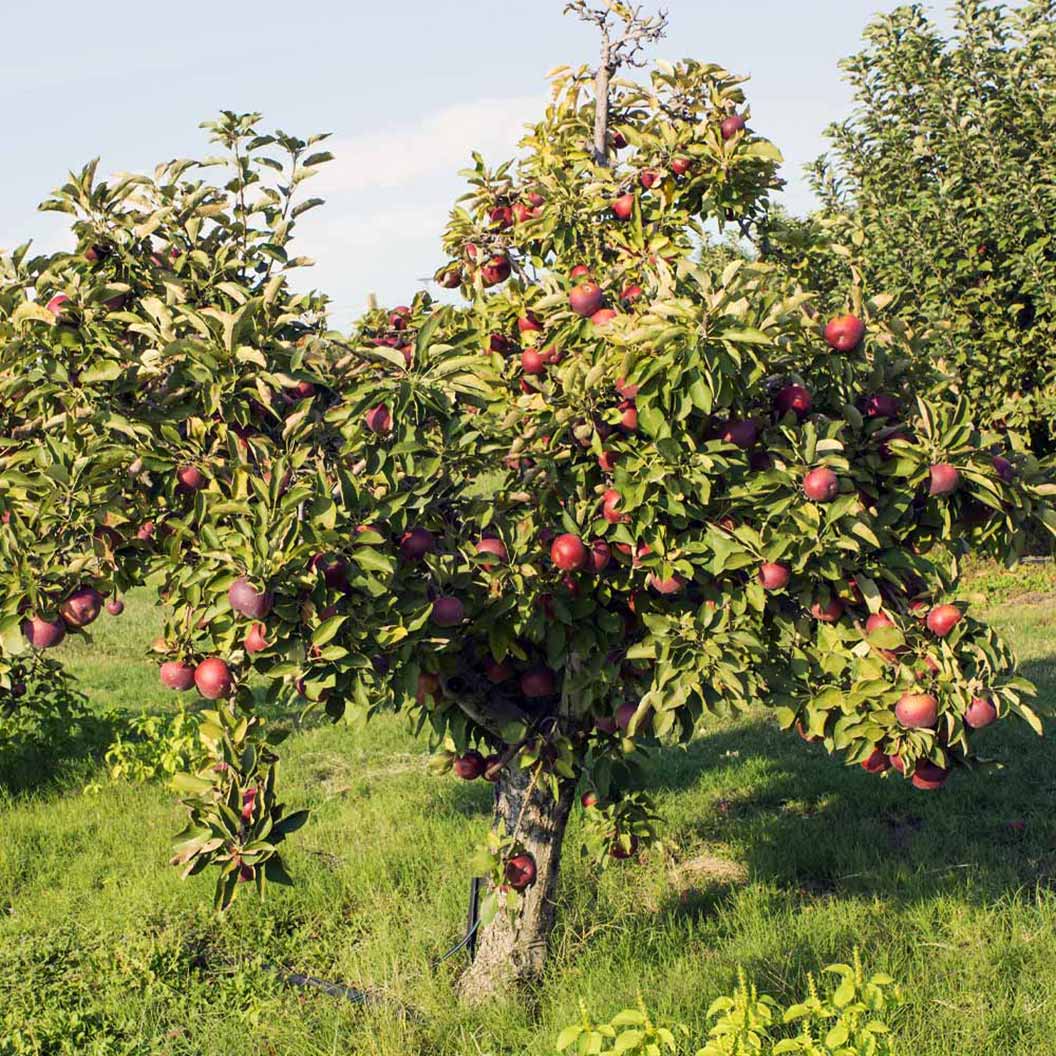 Arkansas Black Apple Tree - Image 3