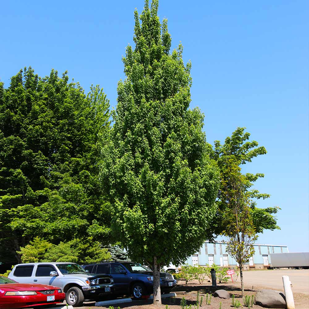 Armstrong GoldĀ® Maple Tree - Image 3