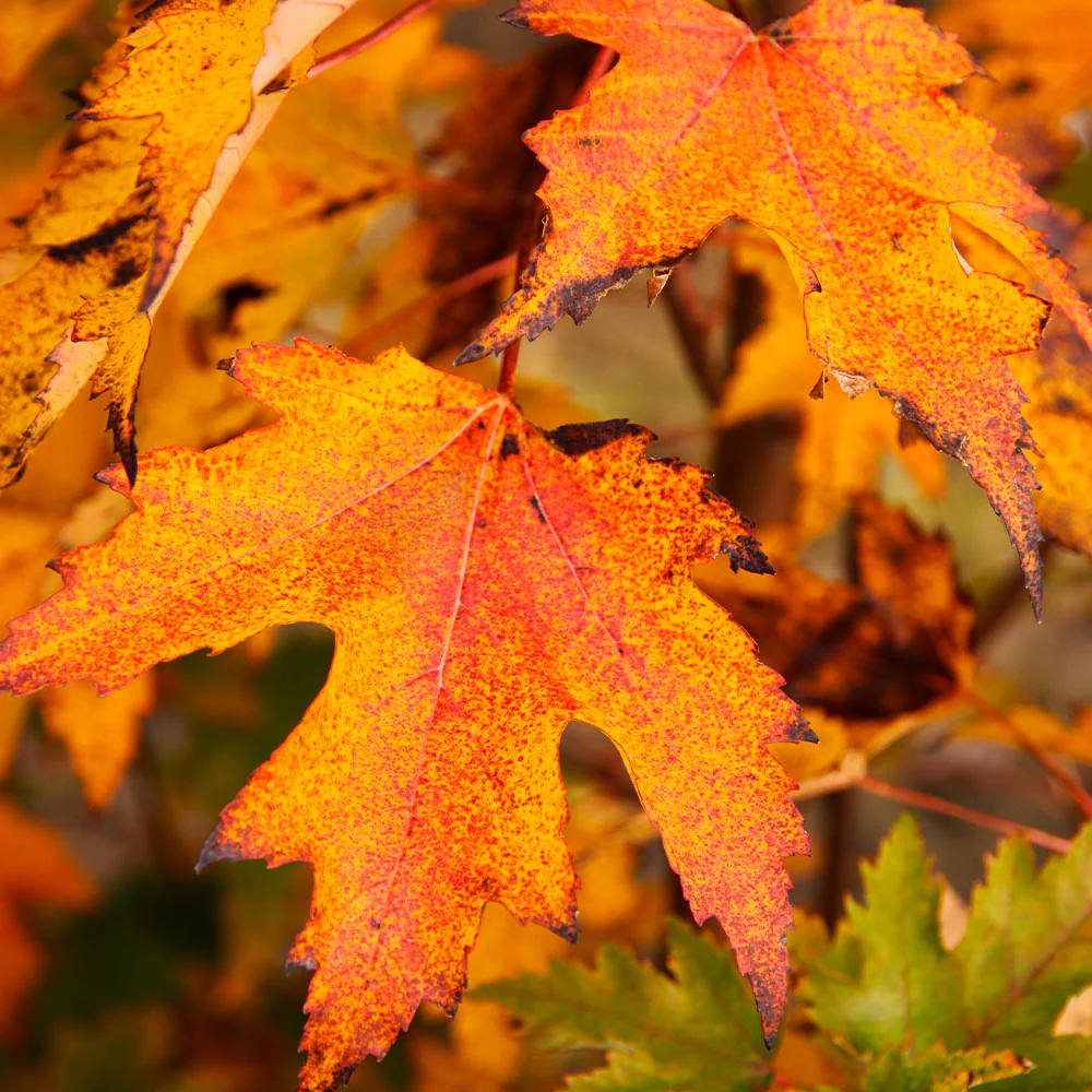 Armstrong GoldĀ® Maple Tree - Image 4