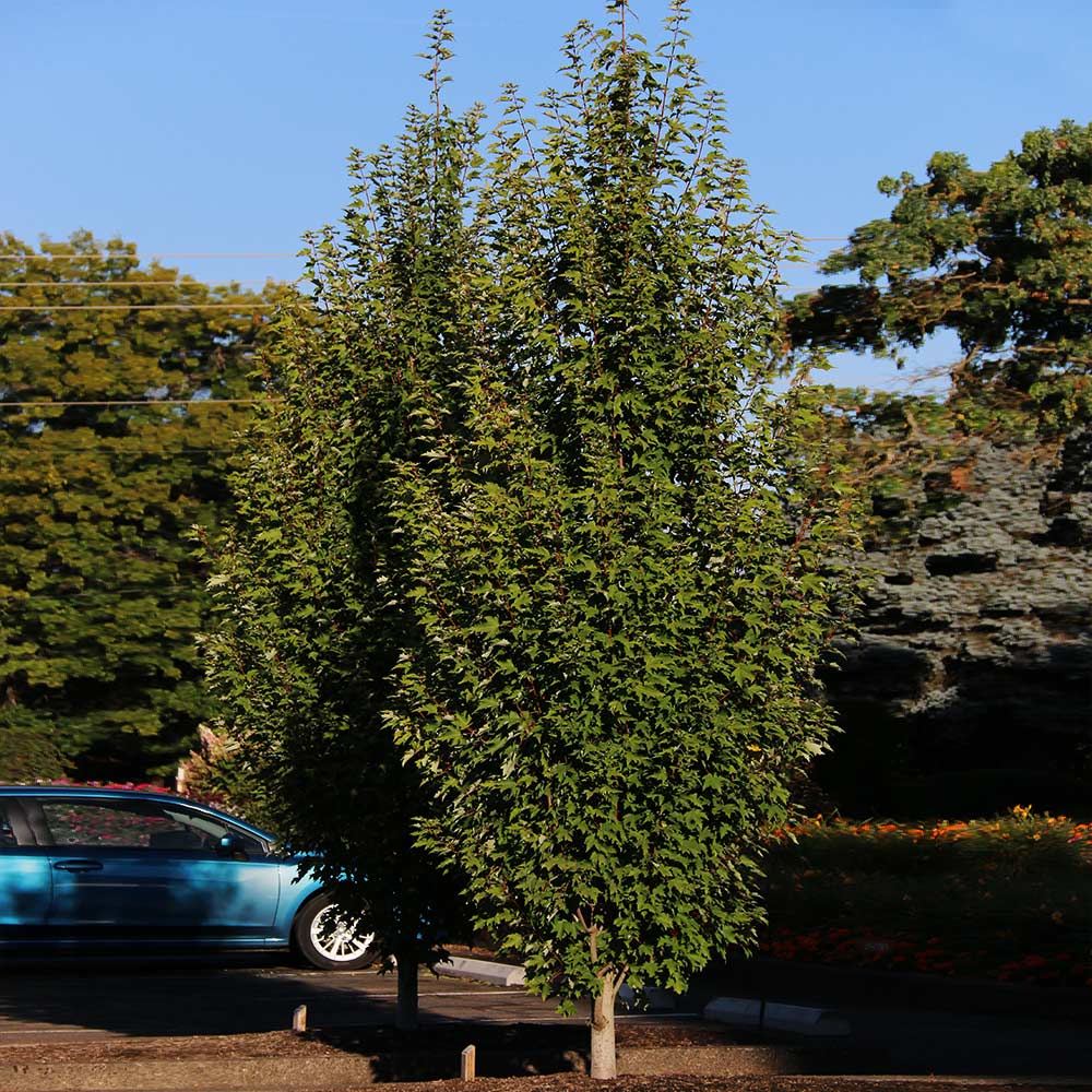 Armstrong GoldĀ® Maple Tree - Image 5