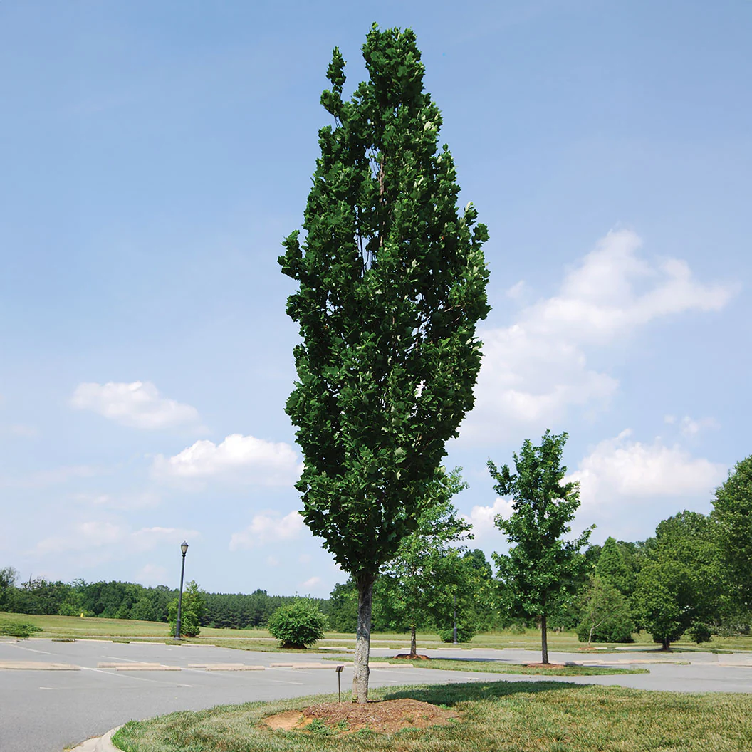 Arnold Tuliptree Tree - Image 2