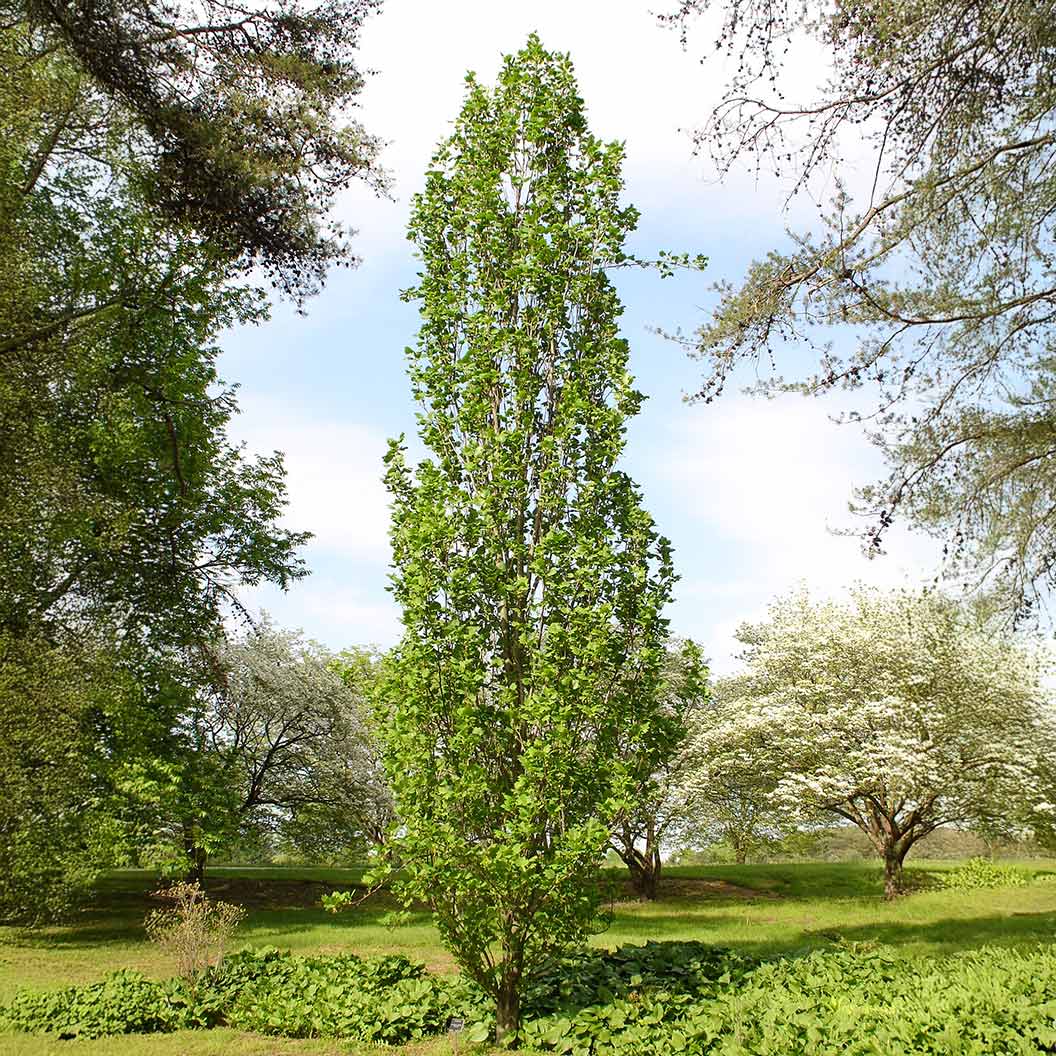 Arnold Tuliptree Tree - Image 3