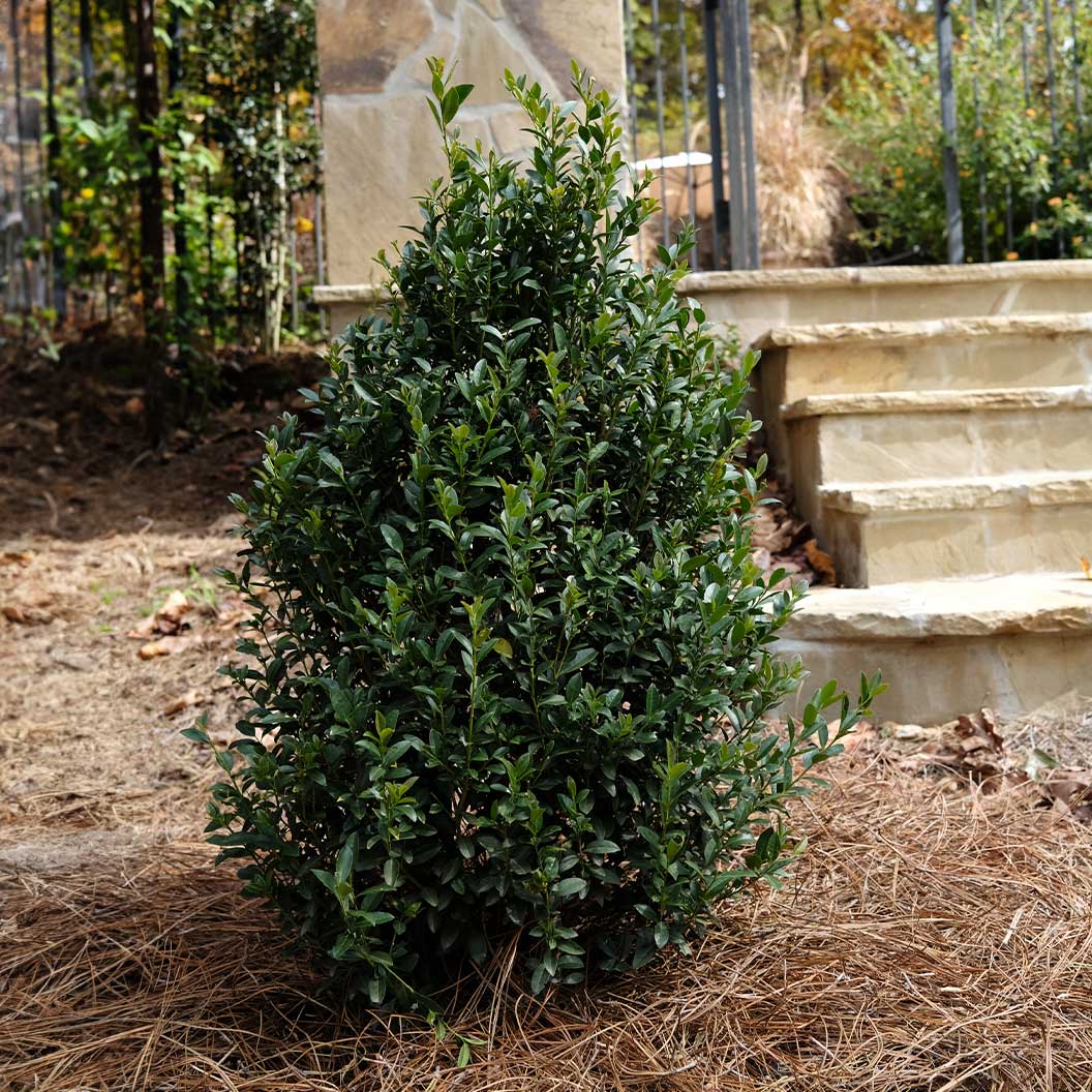 Arrow Point® Japanese Holly - Image 3
