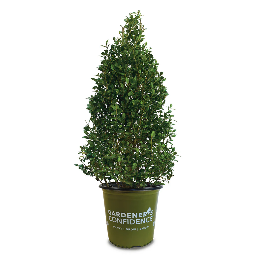 Arrow Point® Japanese Holly - Image 4