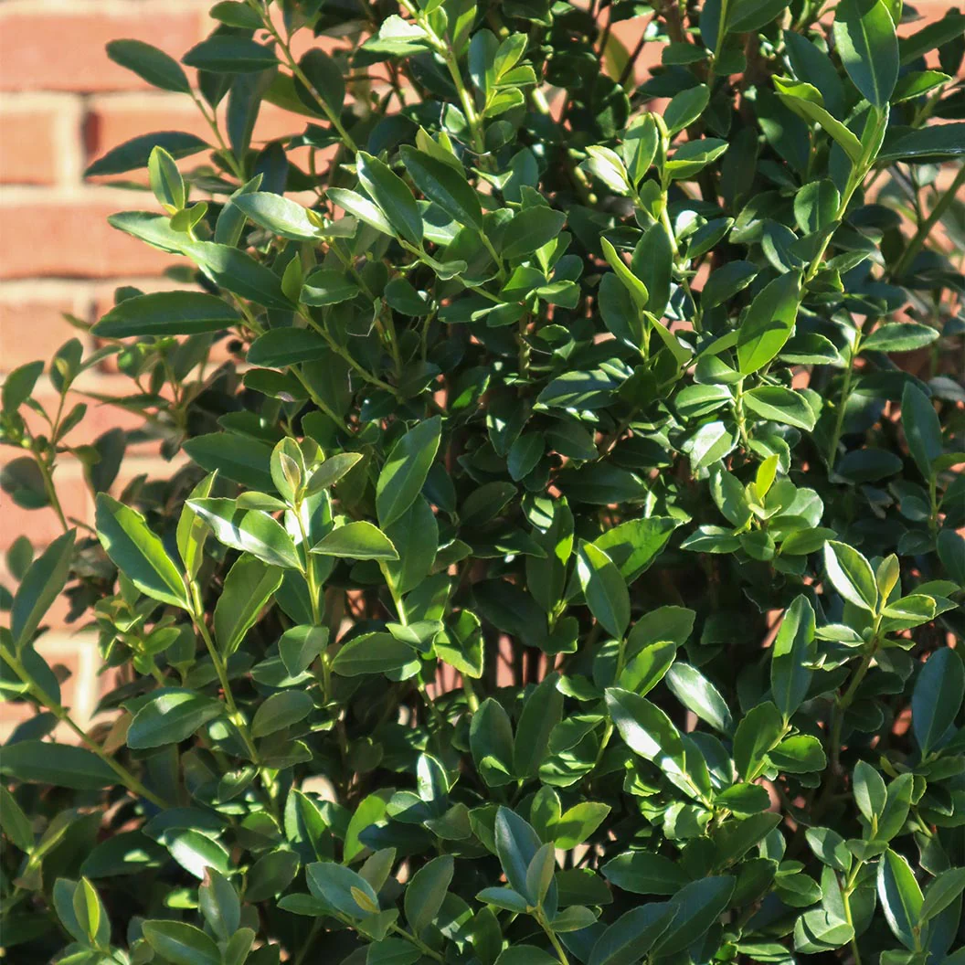 Arrow Point® Japanese Holly - Image 5