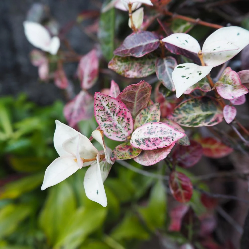 Snow-N-Summer™ Asiatic Jasmine Shrub - Image 3