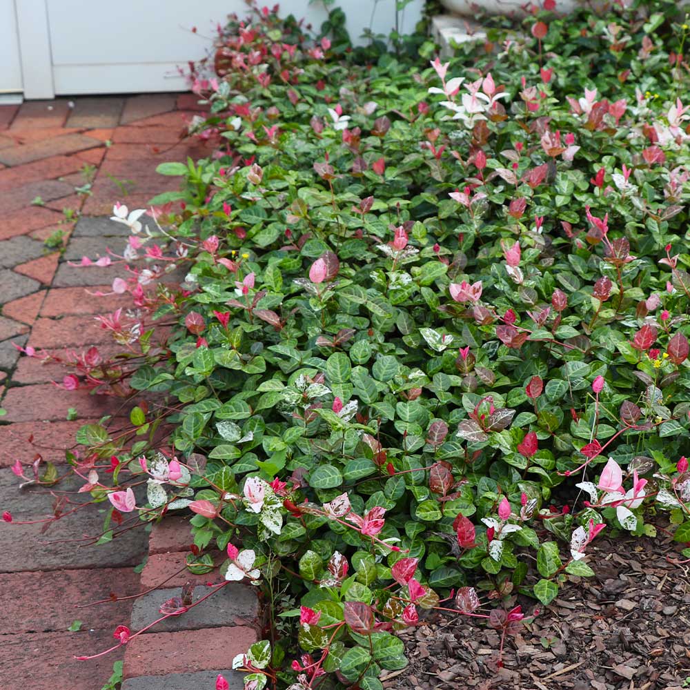 Snow-N-Summer™ Asiatic Jasmine Shrub - Image 4