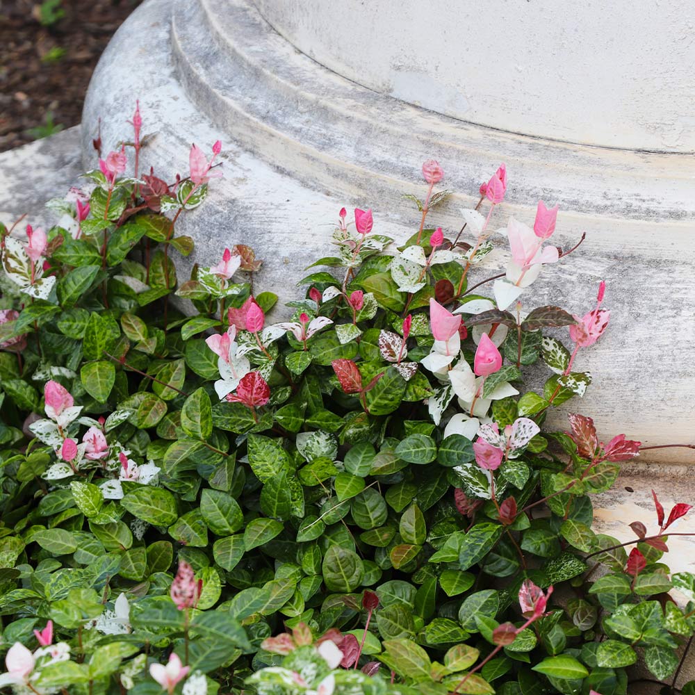 Snow-N-Summer™ Asiatic Jasmine Shrub - Image 5