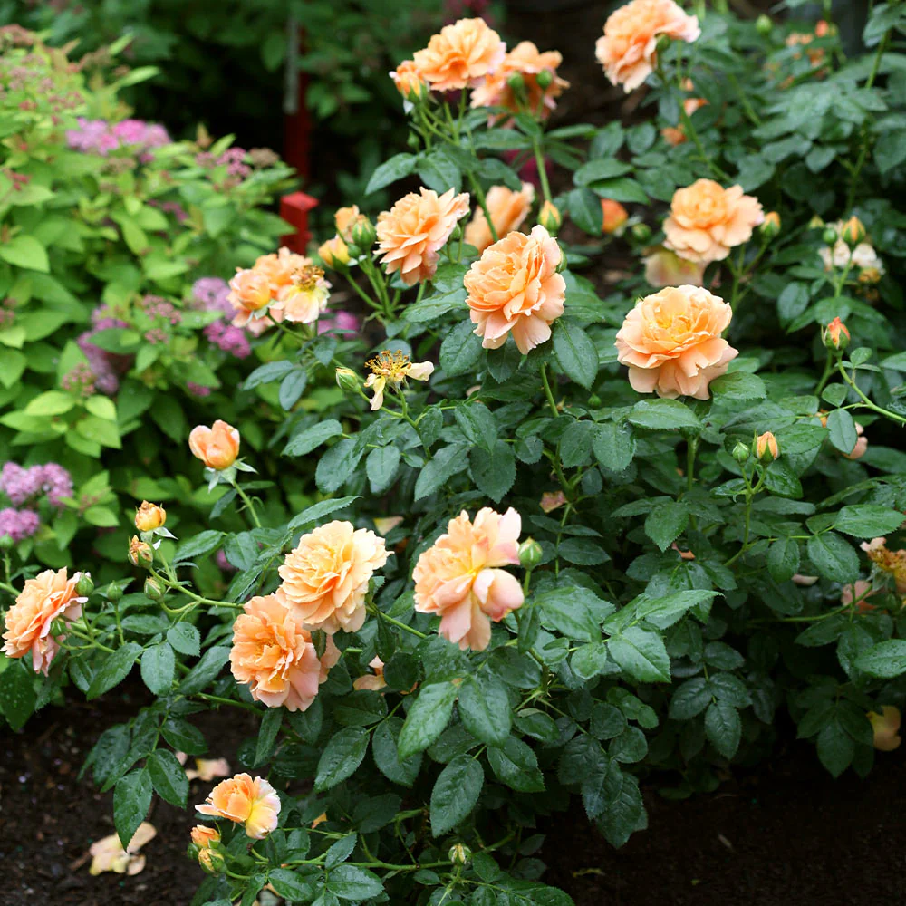 Proven Winners® At Last® Rose Shrub - Image 3