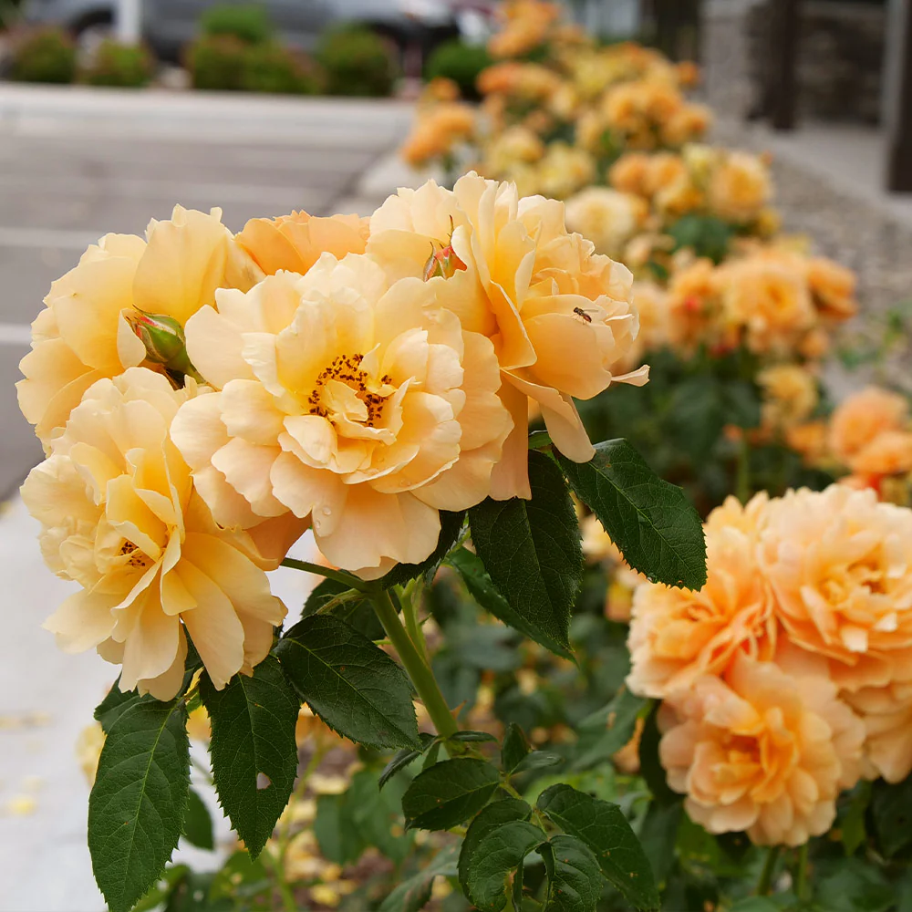 Proven Winners® At Last® Rose Shrub - Image 4