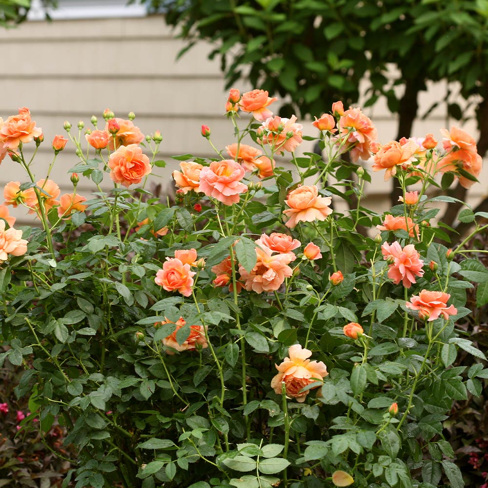 Proven Winners® At Last® Rose Shrub - Image 5
