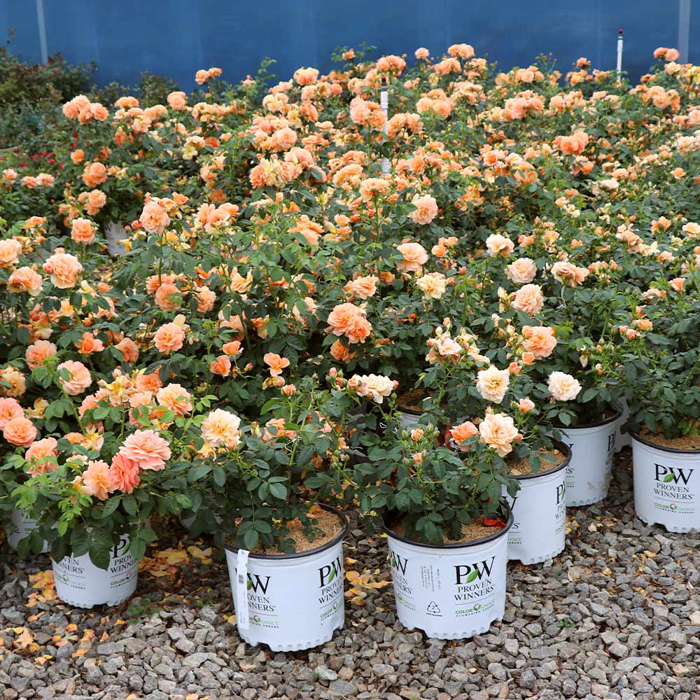 Proven Winners® At Last® Rose Shrub - Image 6