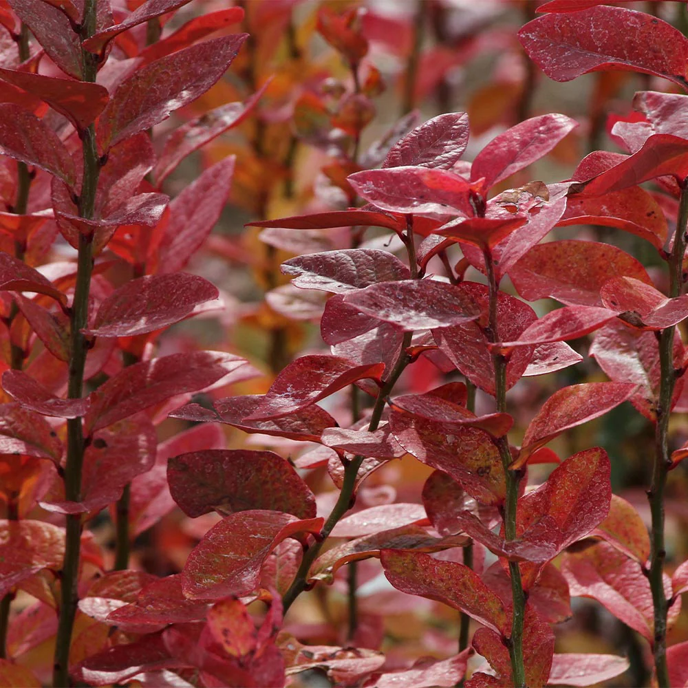Aurora Blueberry Bush - Image 4