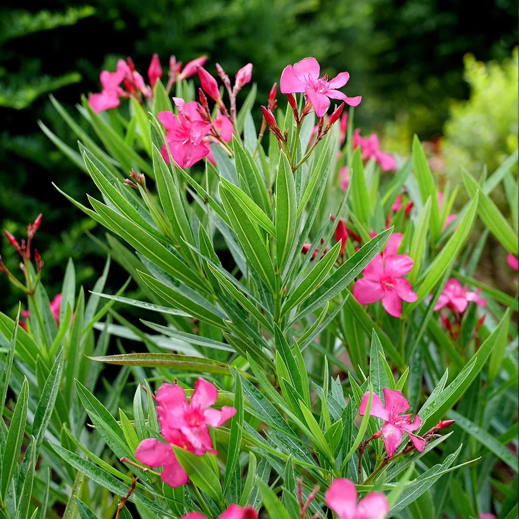 Austin Pretty Limits® Oleander Shrub - Image 2
