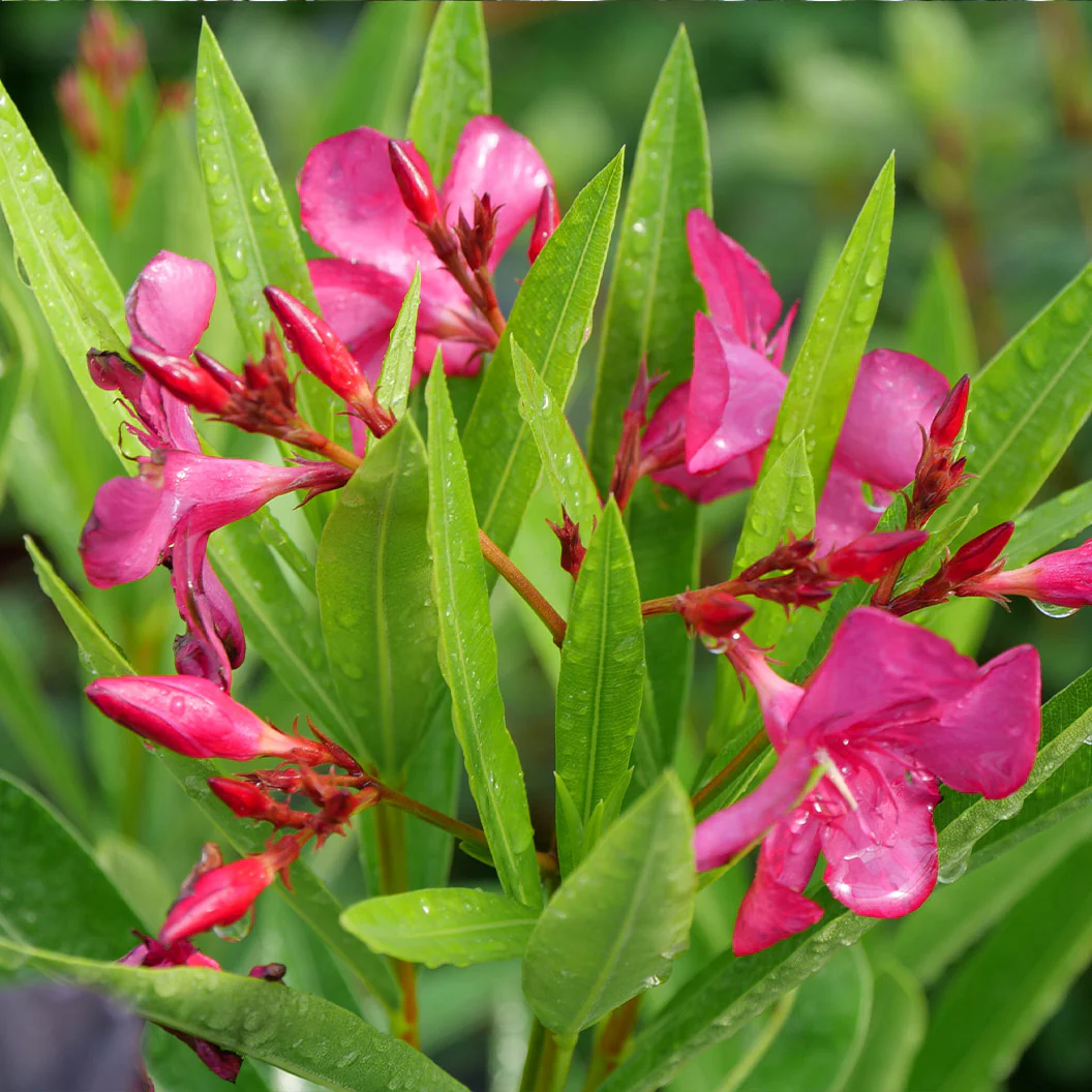 Austin Pretty Limits® Oleander Shrub - Image 3