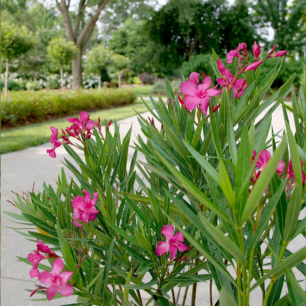 Austin Pretty Limits® Oleander Shrub - Image 4