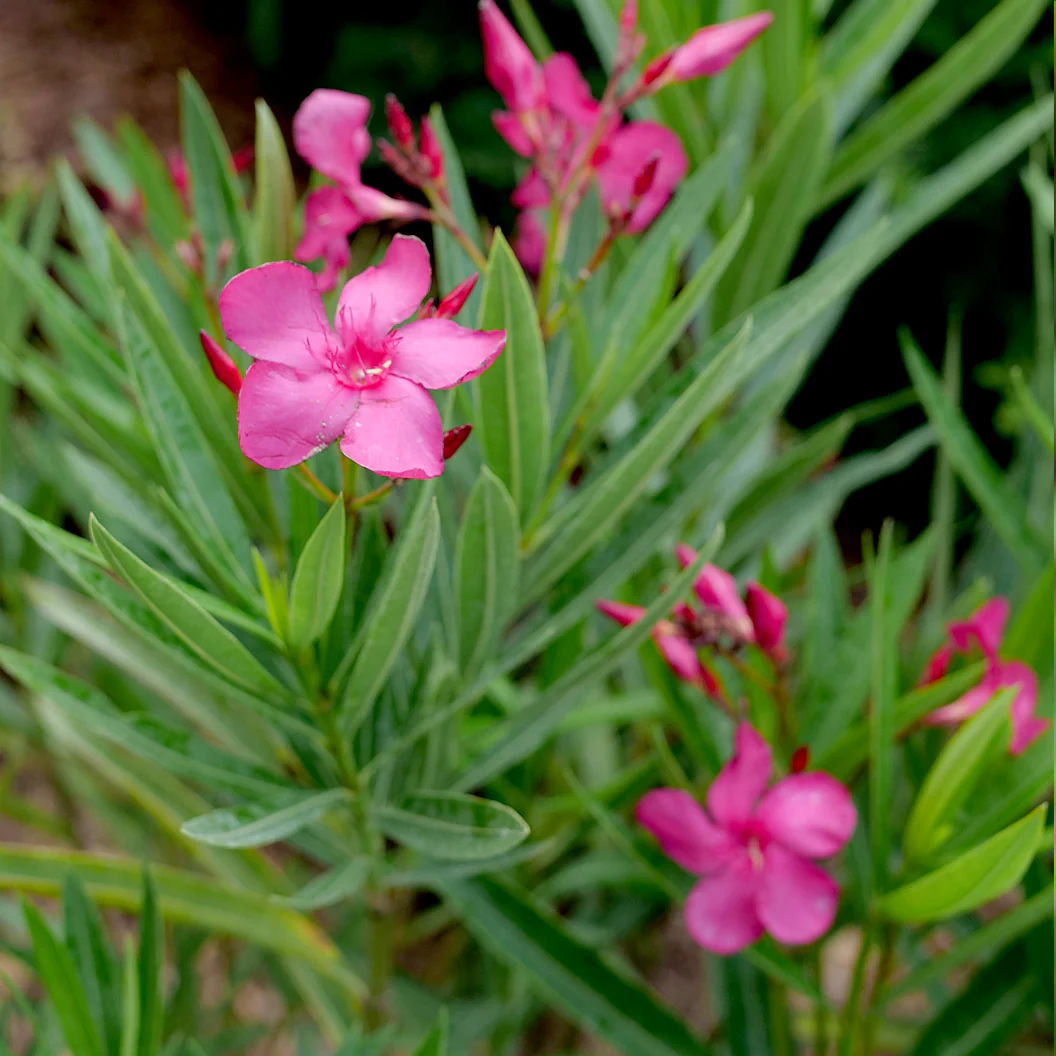 Austin Pretty Limits® Oleander Shrub - Image 5