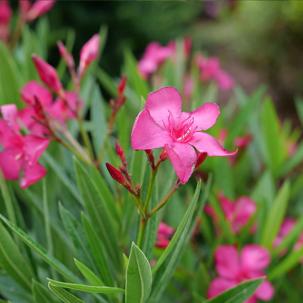 Austin Pretty Limits® Oleander Shrub - Image 6