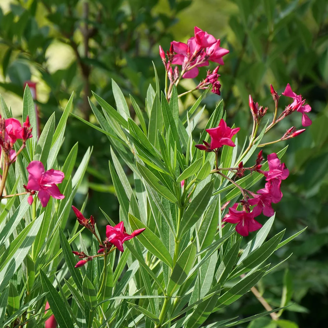 Austin Pretty Limits® Oleander Shrub - Image 7