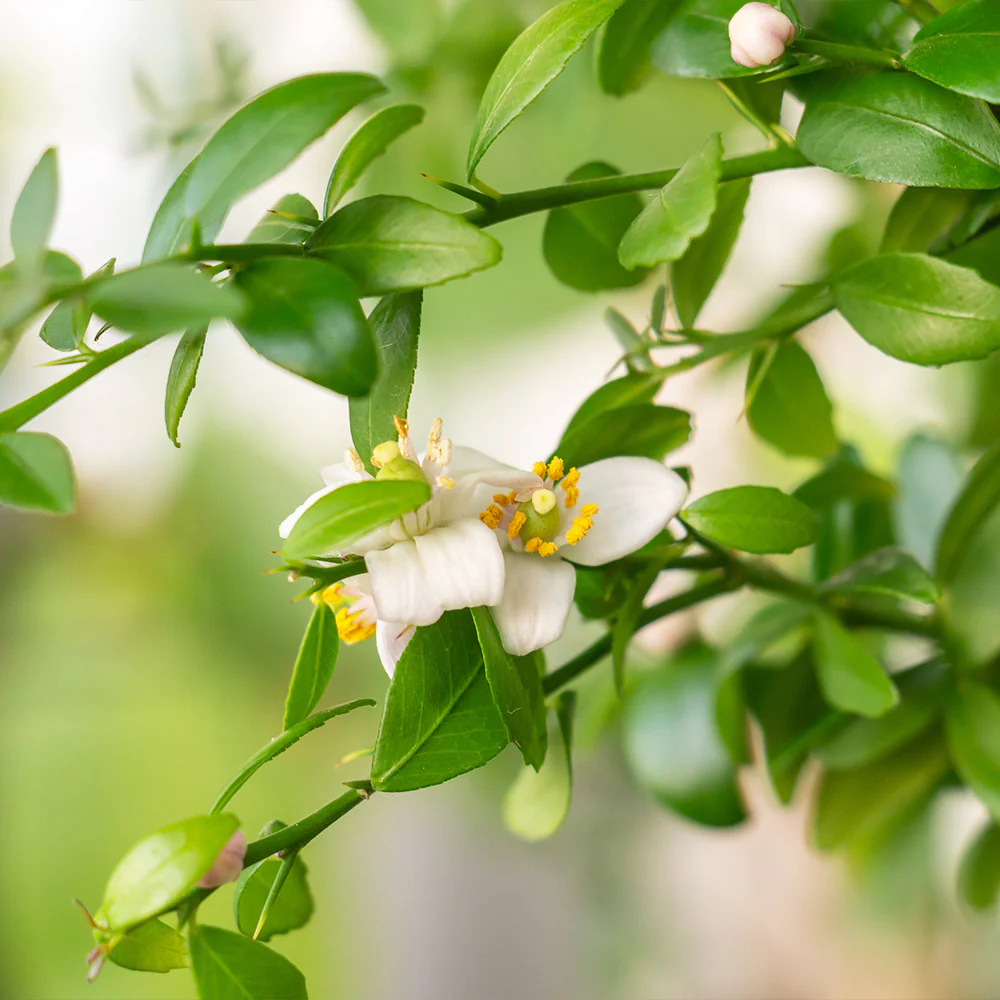 Australian Finger Lime Tree - Image 6