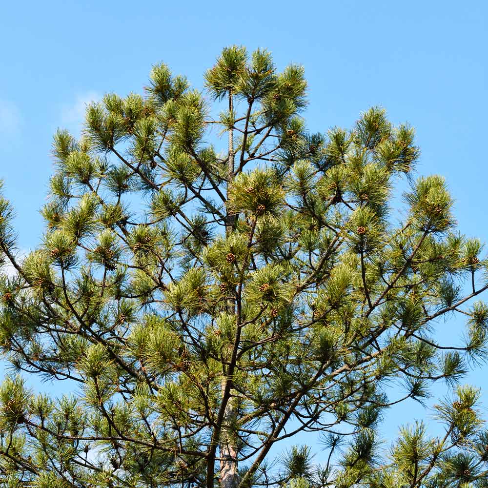 Austrian Pine Tree - Image 3