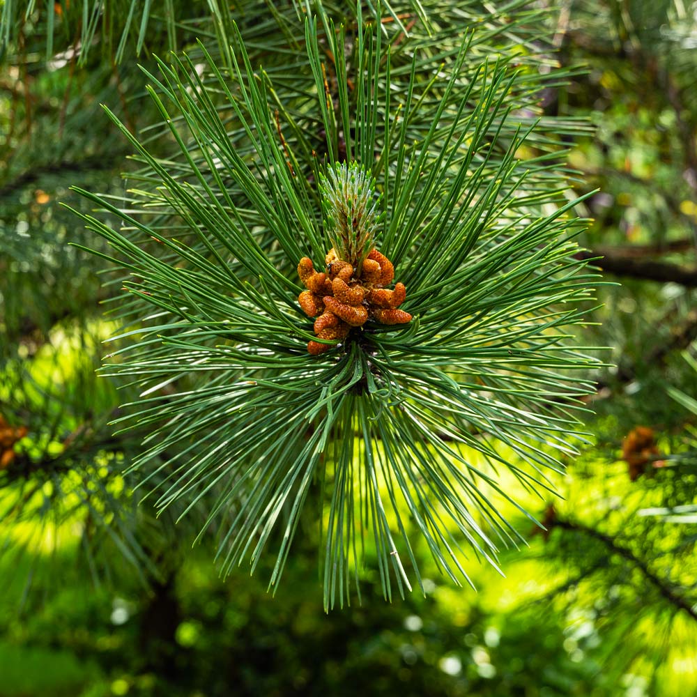 Austrian Pine Tree - Image 4