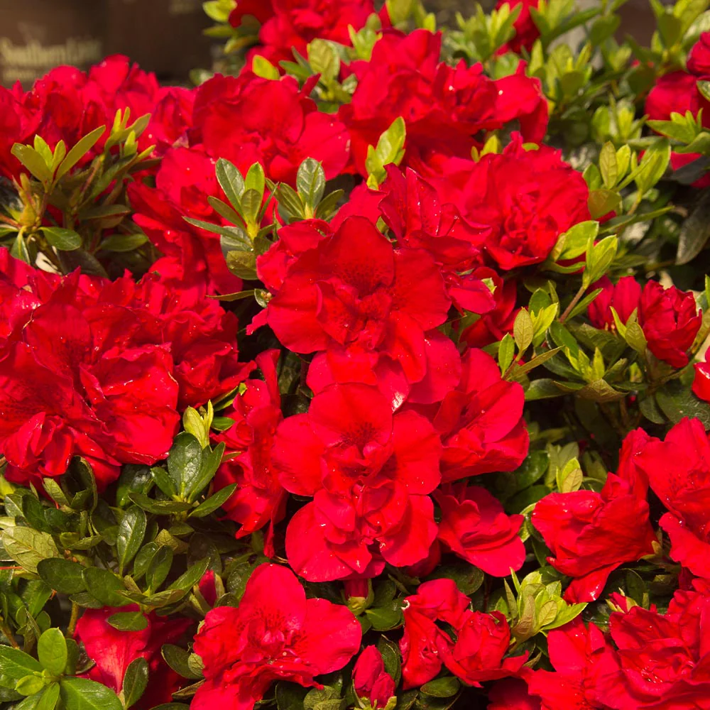 Autumn Bonfire® Encore® Azalea Shrub - Image 3